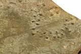 Cruziana (Fossil Trilobite Trackway) - Morocco #375456-2